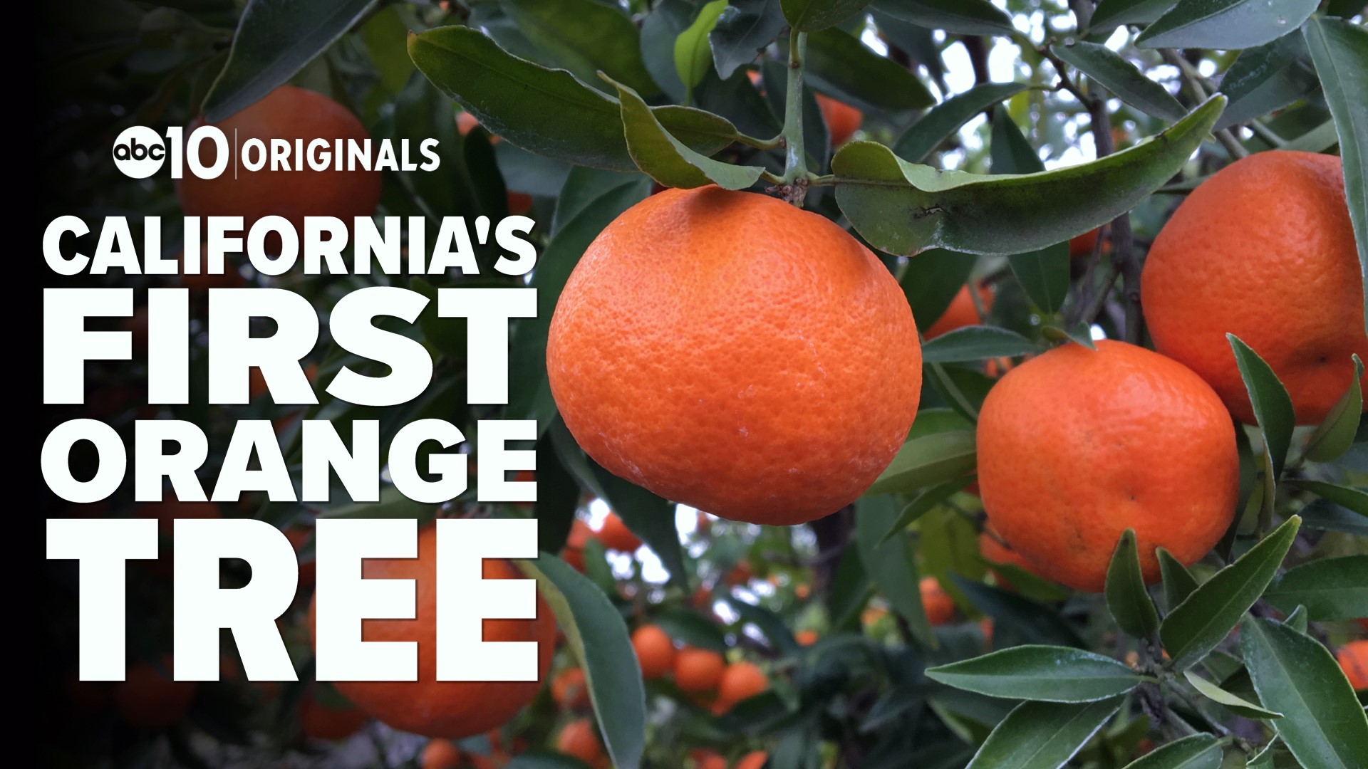 Do you know that more citrus fruit comes from California than it does from Florida? John Bartell visits the "mother" orange tree that started it all, and stops by Mandarin Hill in Penryn to see what the harvest looks like, 163 years after that first citrus tree was planted.