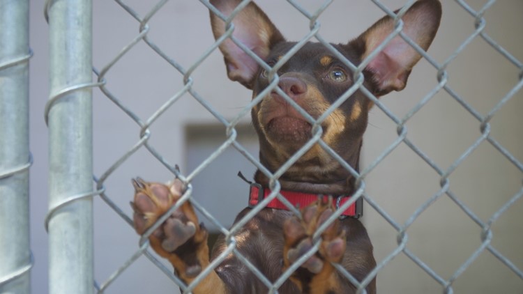 Stockton Animal Shelter accepting stray dogs again after confirming no bacterial outbreak
