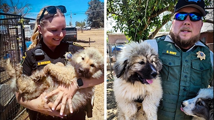 Sutter County deputies seize more than 60 animals in alleged animal cruelty bust