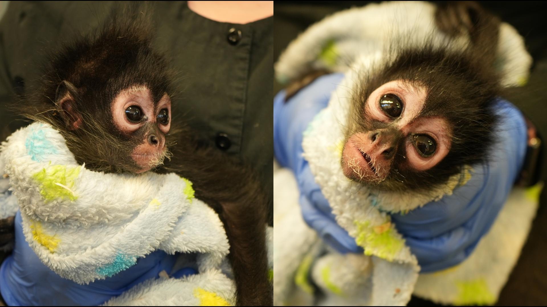 Spider monkey, two rattlesnakes recovered in Solano County drug bust