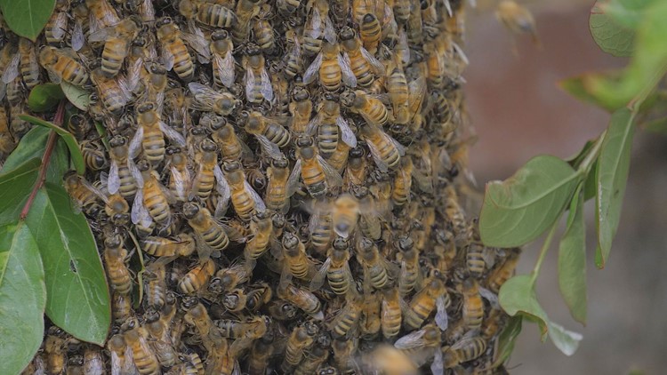 What's the buzz? Peak bee season leading to more swarm calls