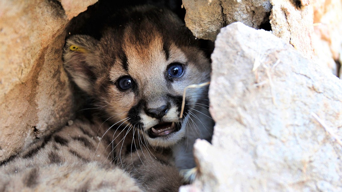 Lion Cub Update & Photos - One Week Old - Sacramento Zoo