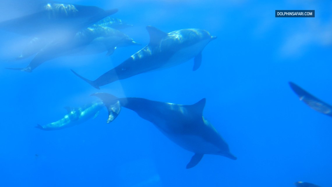 Watch Sunday Morning: Nature: Spotted dolphins - Full show on CBS