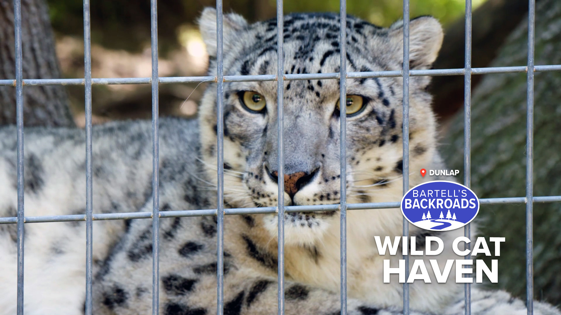 Explore wild cat conservation at Project Survival Cat Haven in