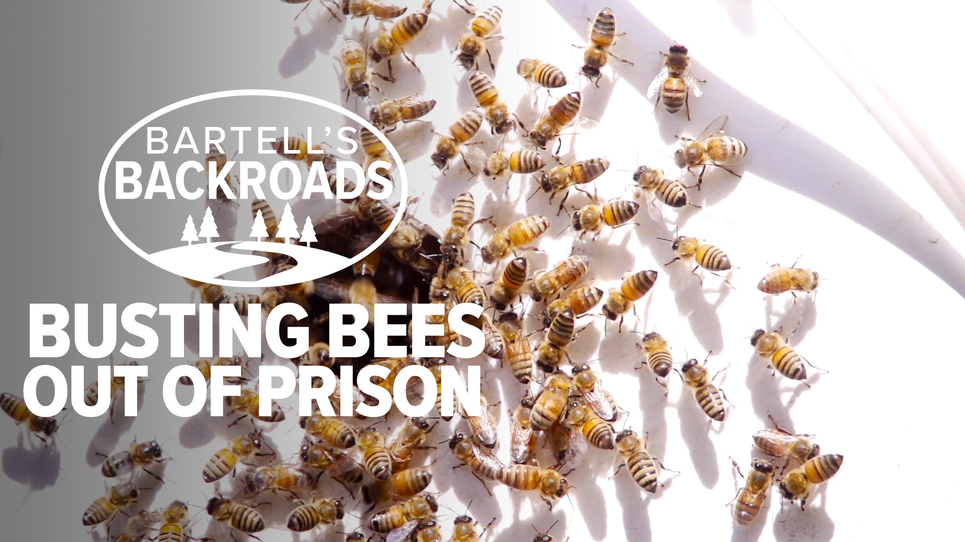 Spring is a busy time for bee rescues. John Bartell learns what it takes.