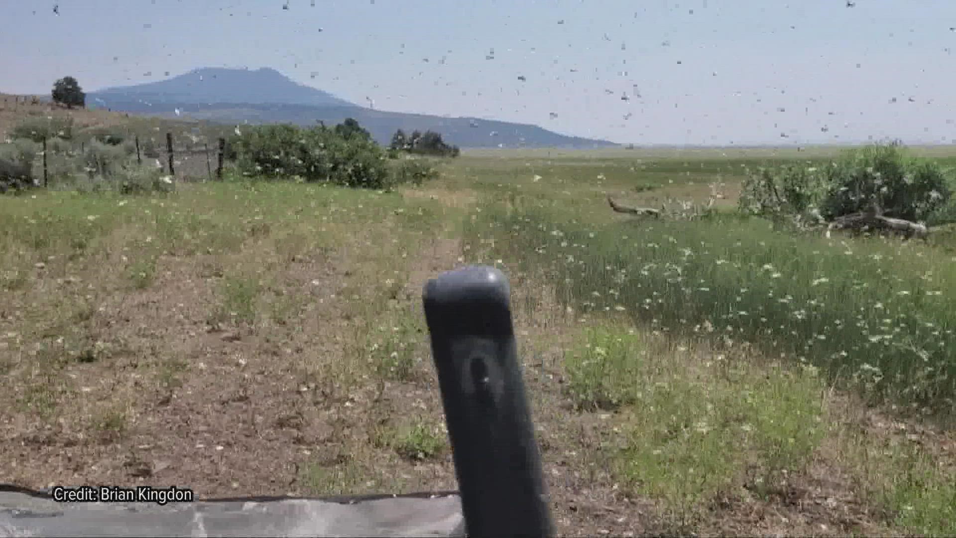 A very warm and dry spring has caused grasshopper populations to skyrocket, and the pests are mowing down farmland in the state.