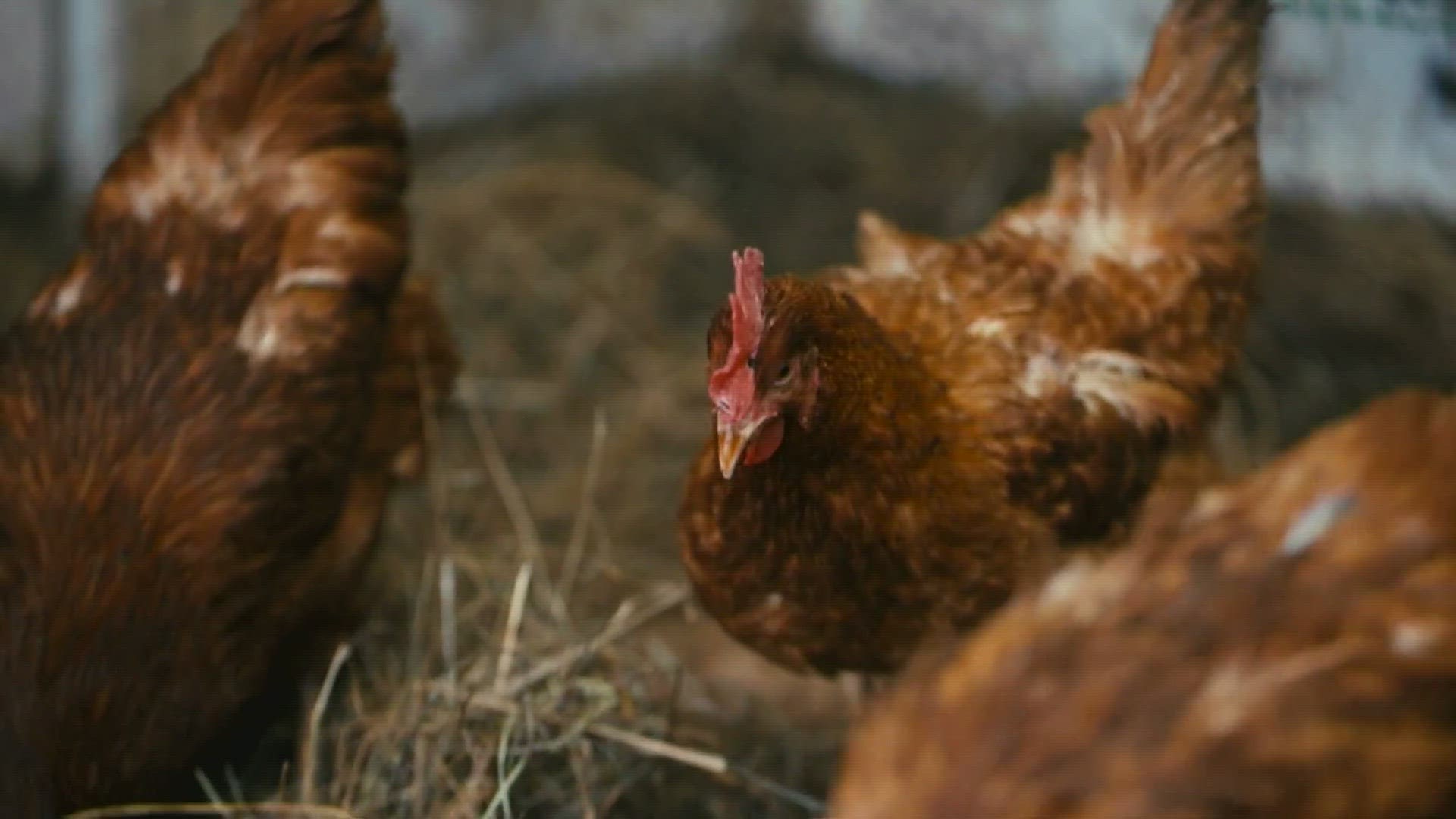 Egg shortages arise as millions of chickens lost to bird flu in California