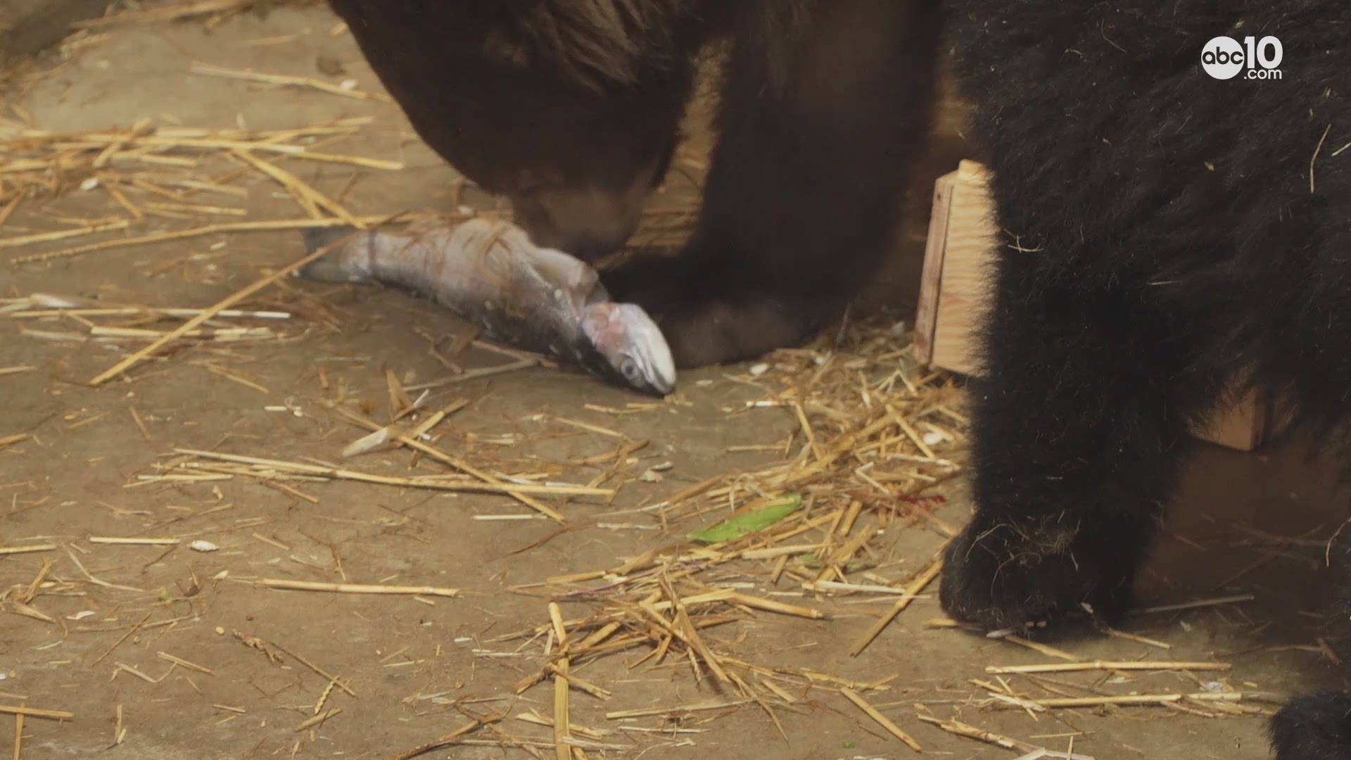Confiscated trout provide a feast to orphan bear cubs at Lake Tahoe Wildlife Care.