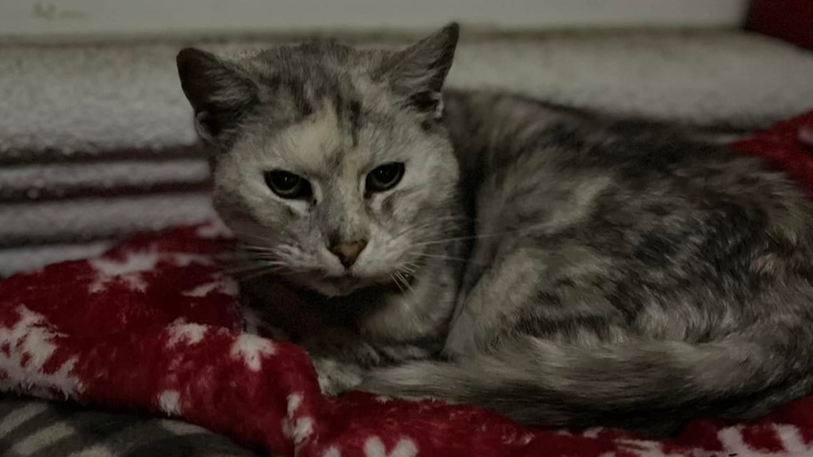 DoorDasher accused of stealing cat from Sacramento home loses job - Vimarsana News
