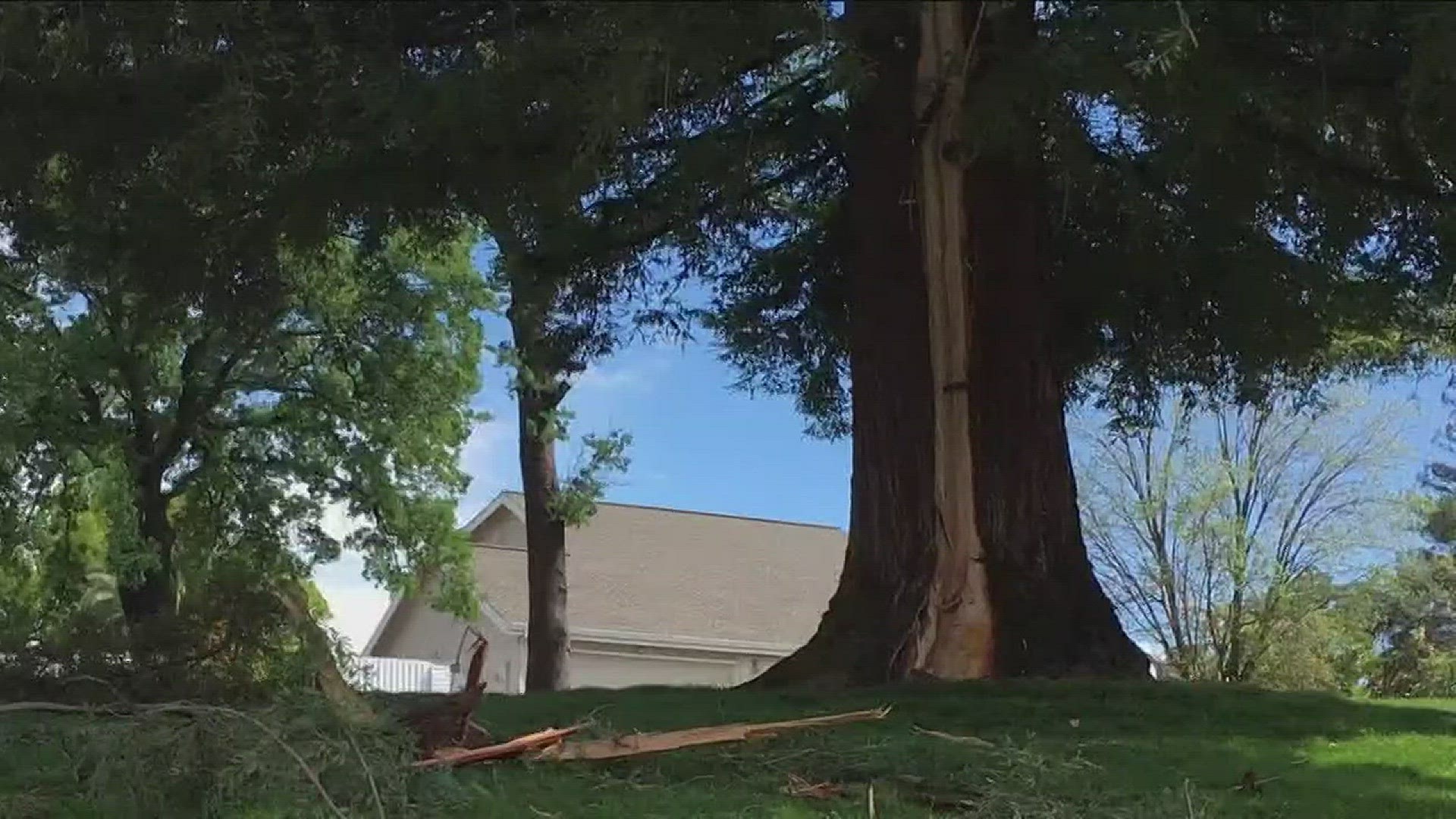 Redwood Tree Struck By Lightning Turned To Art 
