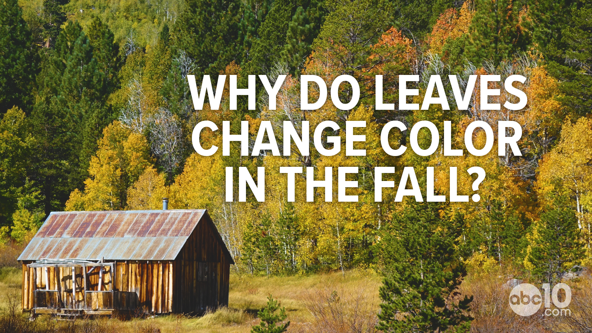 It happens every fall. Leaves on the trees turn shades of yellow, red, brown, & orange before falling to the ground. Here's why the leaves change color in the fall.