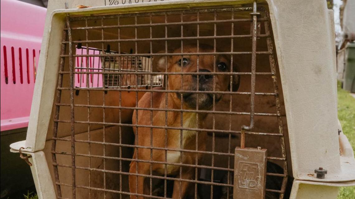 73 dogs rescued in Turlock but shelter is well beyond capacity