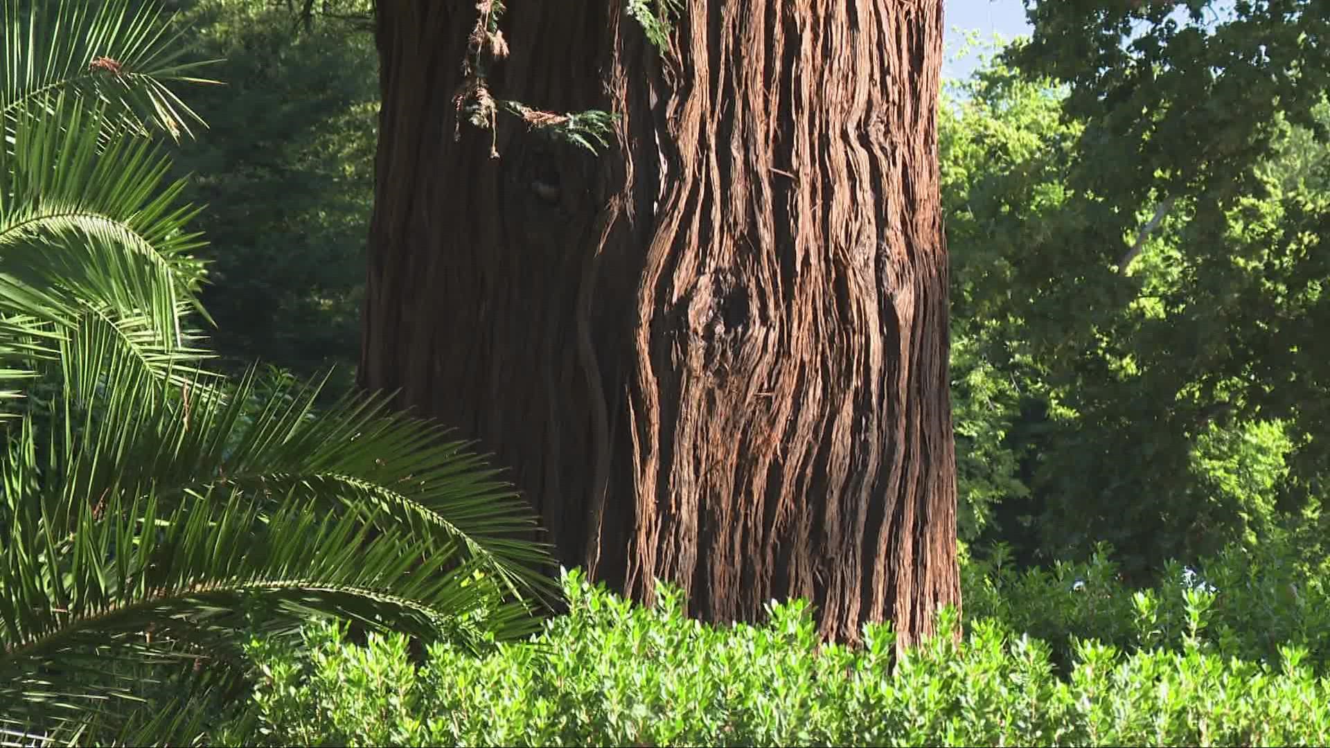 Since 2010, nearly 150 million trees have died in California's natural forests because of conditions caused by lack of rain, extreme heat and overcrowding.