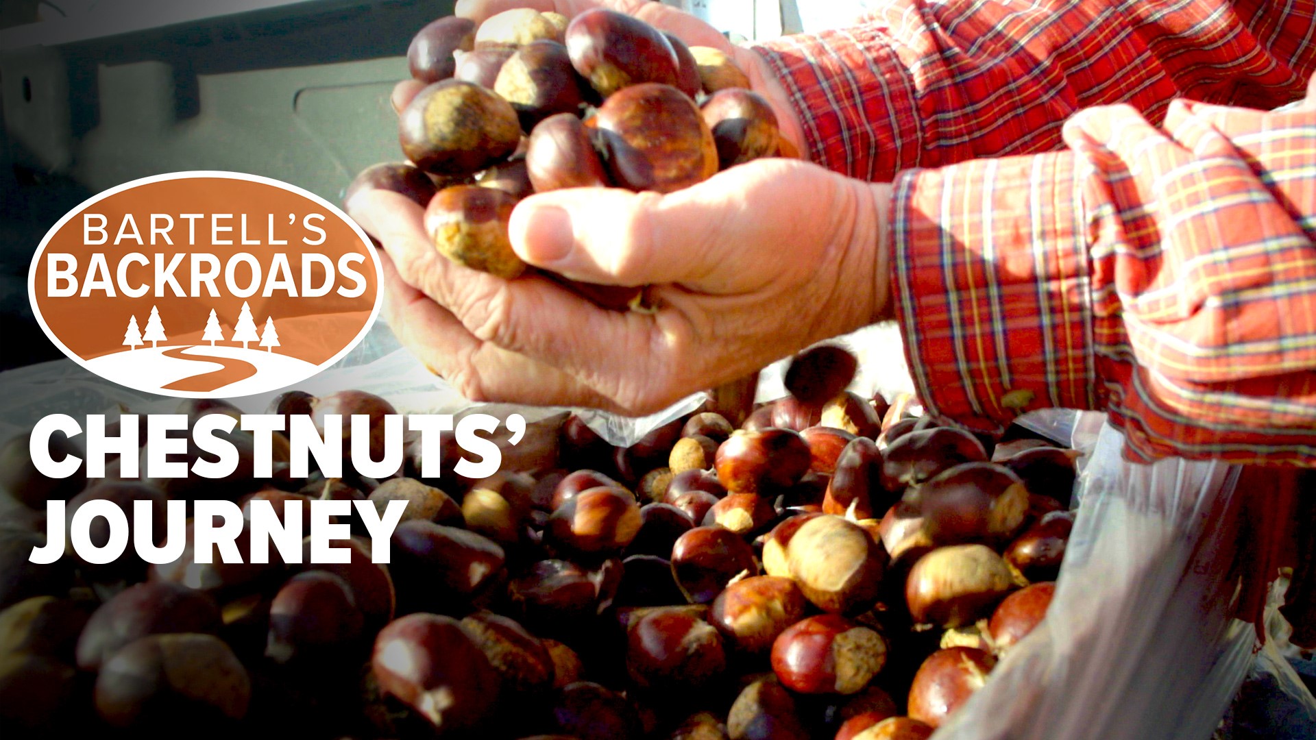 If the idea of roasting chestnuts over an open fire sound good, you could head to Auburn where Tim Boughton grows about 8,000 pounds of chestnuts on his orchard.