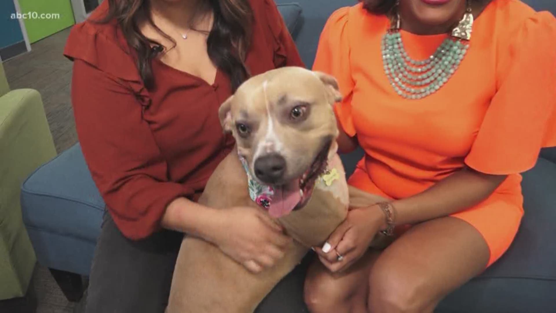Stella is a playful pit bull-beagle mix. She has been at the Front Street Animal Shelter for about two weeks and she is looking for her forever home.
