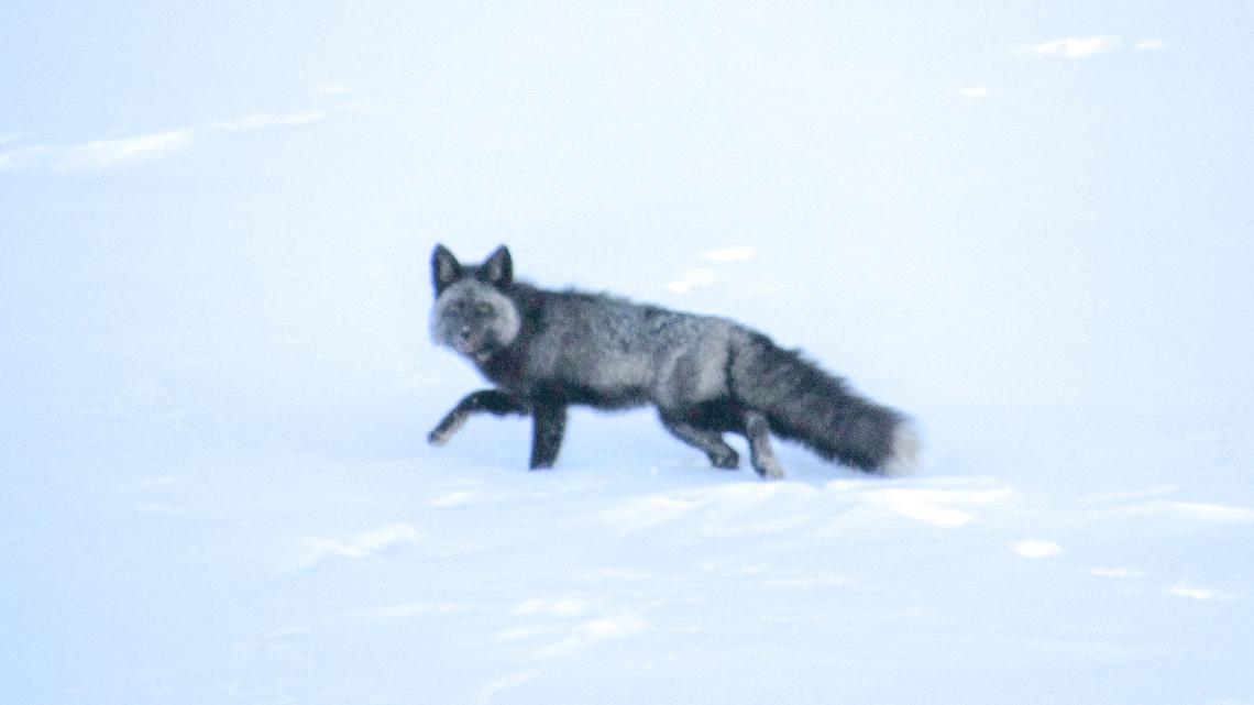 Researchers capture, collar and release rare Sierra Nevada red fox in California