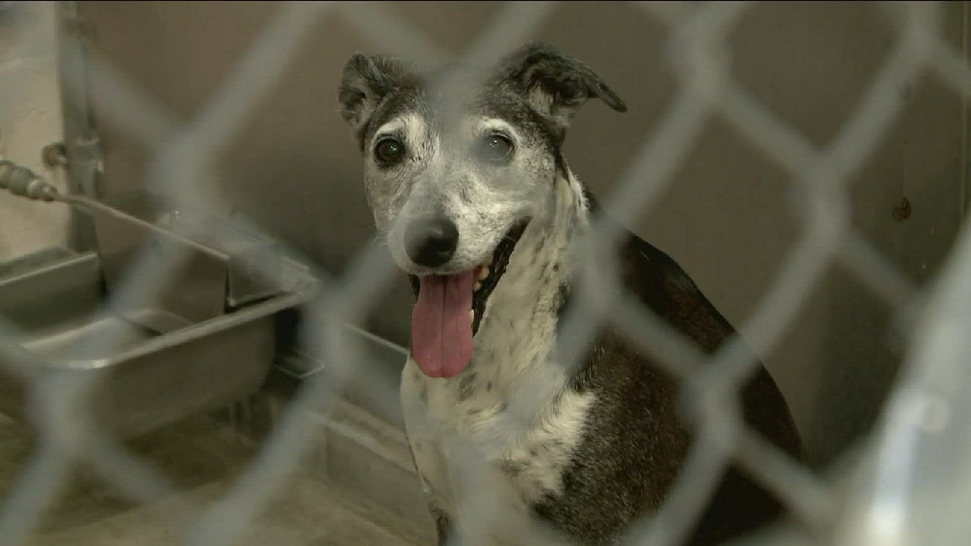 Viral post boosts Front Street Animal Shelter adoptions Viral post boosts Front Street Animal Shelter adoptions