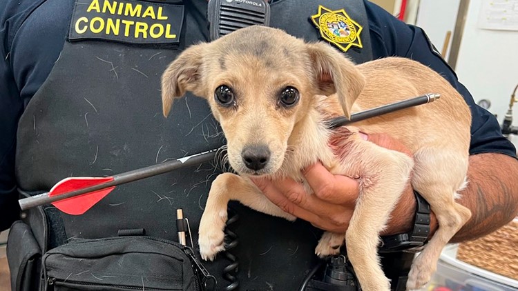 Chihuahua found with arrow through neck in Riverside County expected to survive