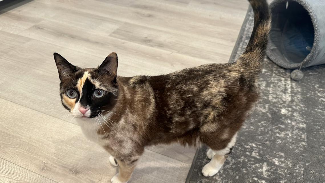 Galena: Utah cat found California after jumping in Amazon box - Vimarsana News