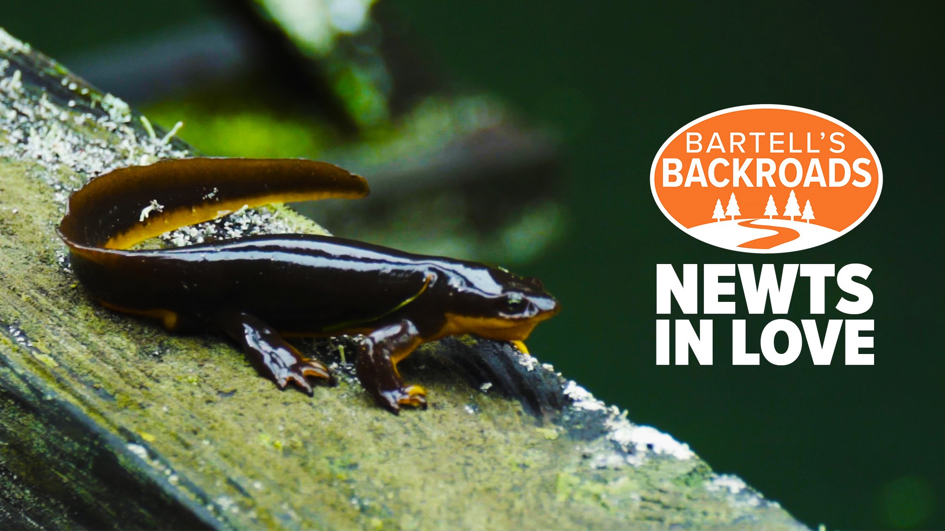 It's mating season for newts who inhabit Filoli in Woodside, California, and it's pretty much the only time of year that you'll be able to see them.