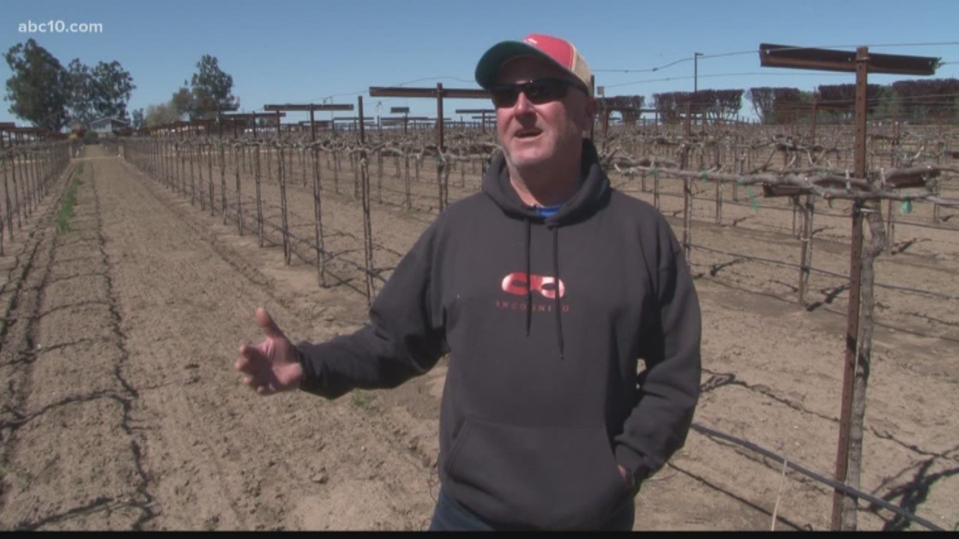 Lodi winemaker Dave Phillips says he learned in school that tariffs are never a good thing.