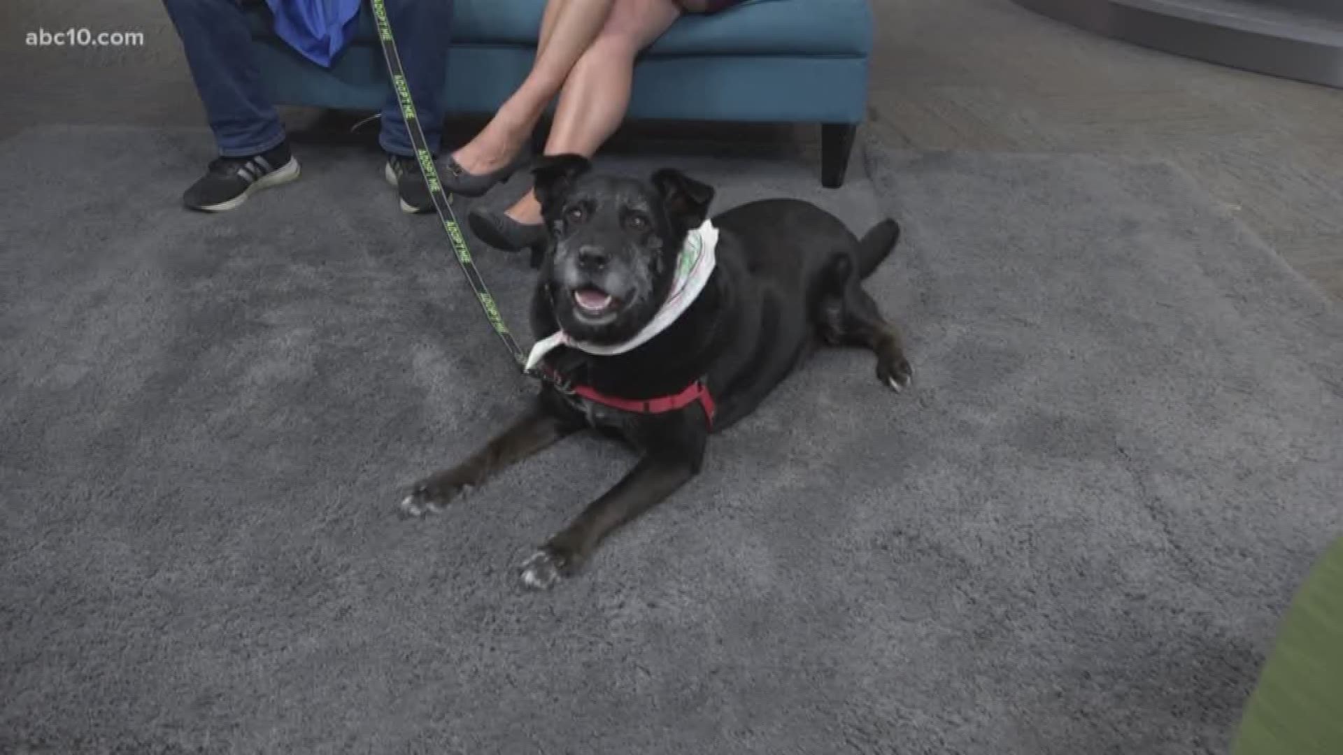 Pet of the Week: Sammy (May 12, 2018)