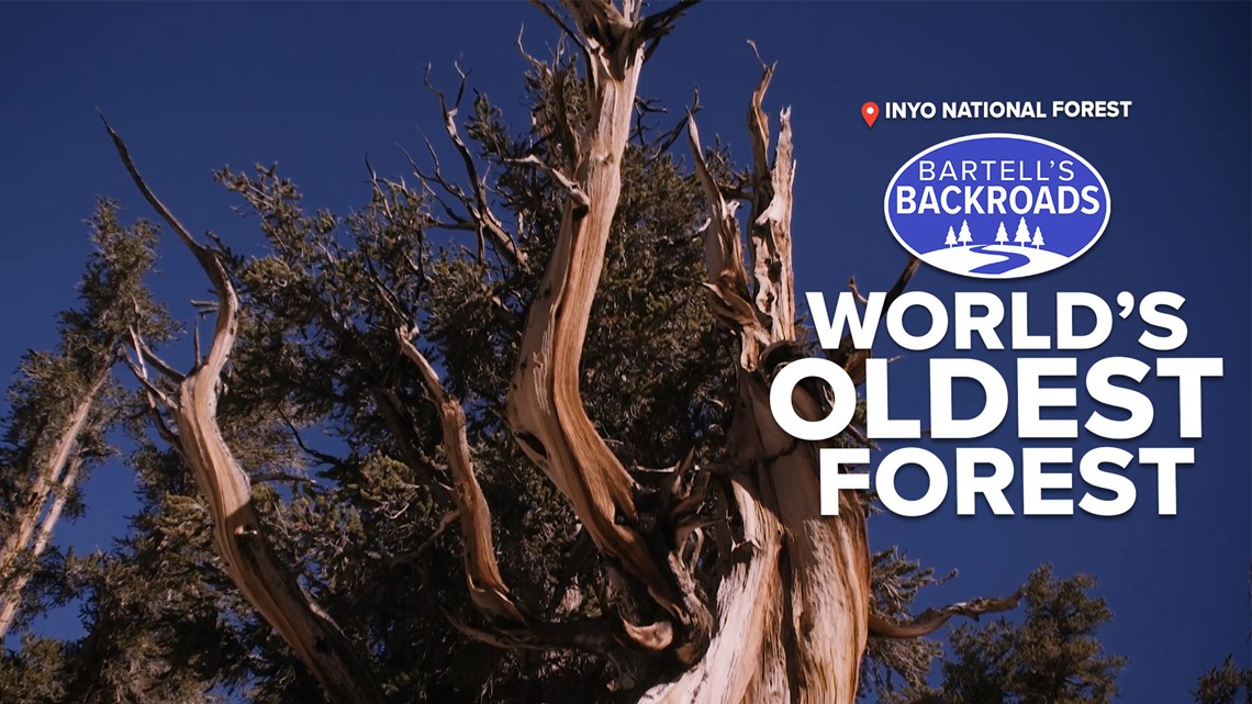 A hike through the world's oldest forest | Bartell's Backroads