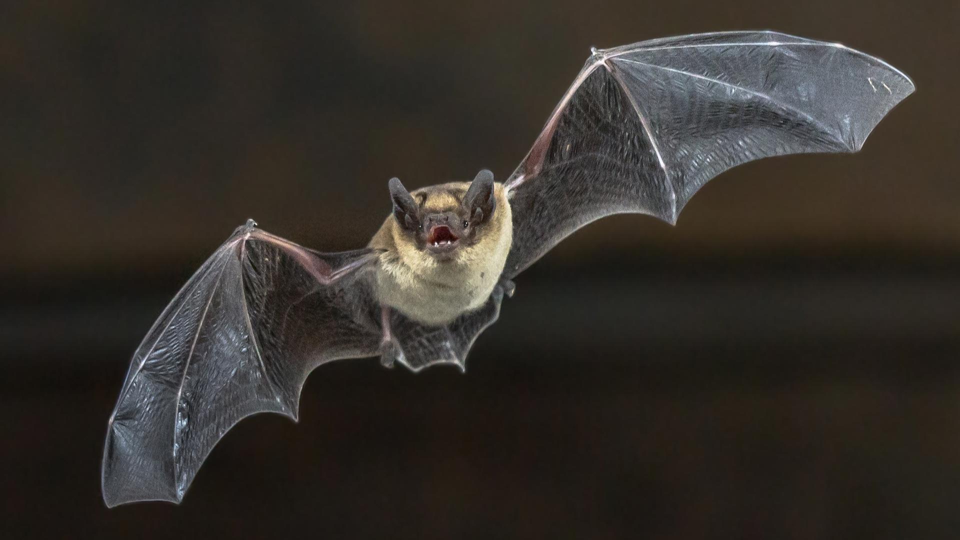 Rabid bat confirmed in Yuba City as officials issue precautionary guidance