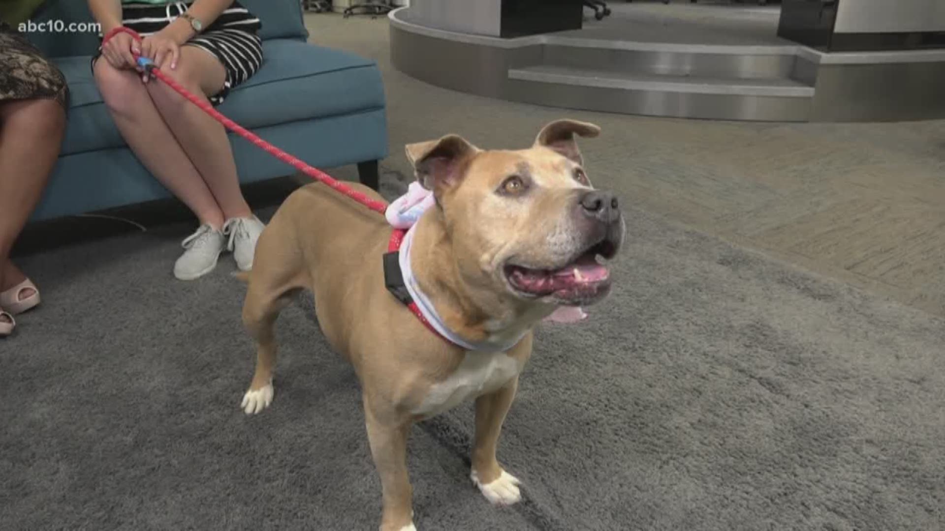 This 7-year-old Pit Bull Terrier is described as sweet and gentle. She would do great with a family with children. She's available at the Stockton Animal Shelter.