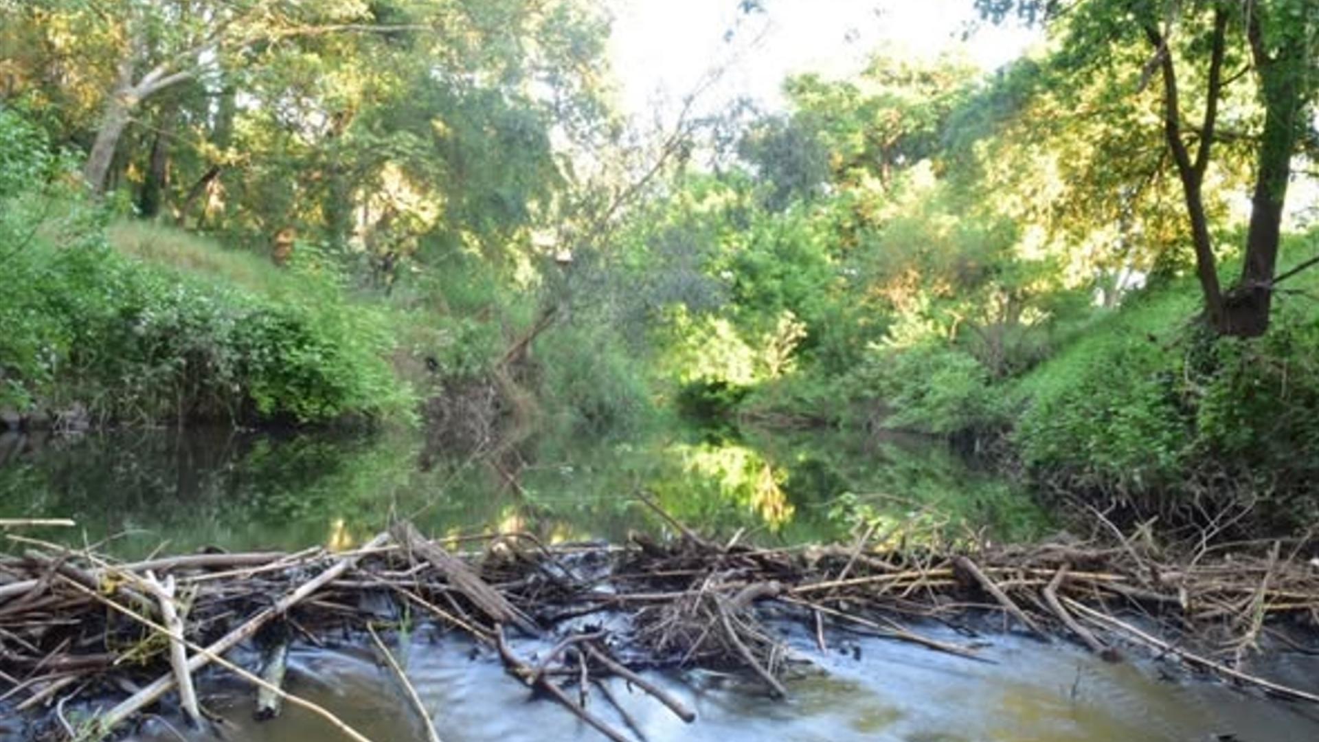 Beaver dam spotted along Dry Creek in Modesto highlights role of local ...