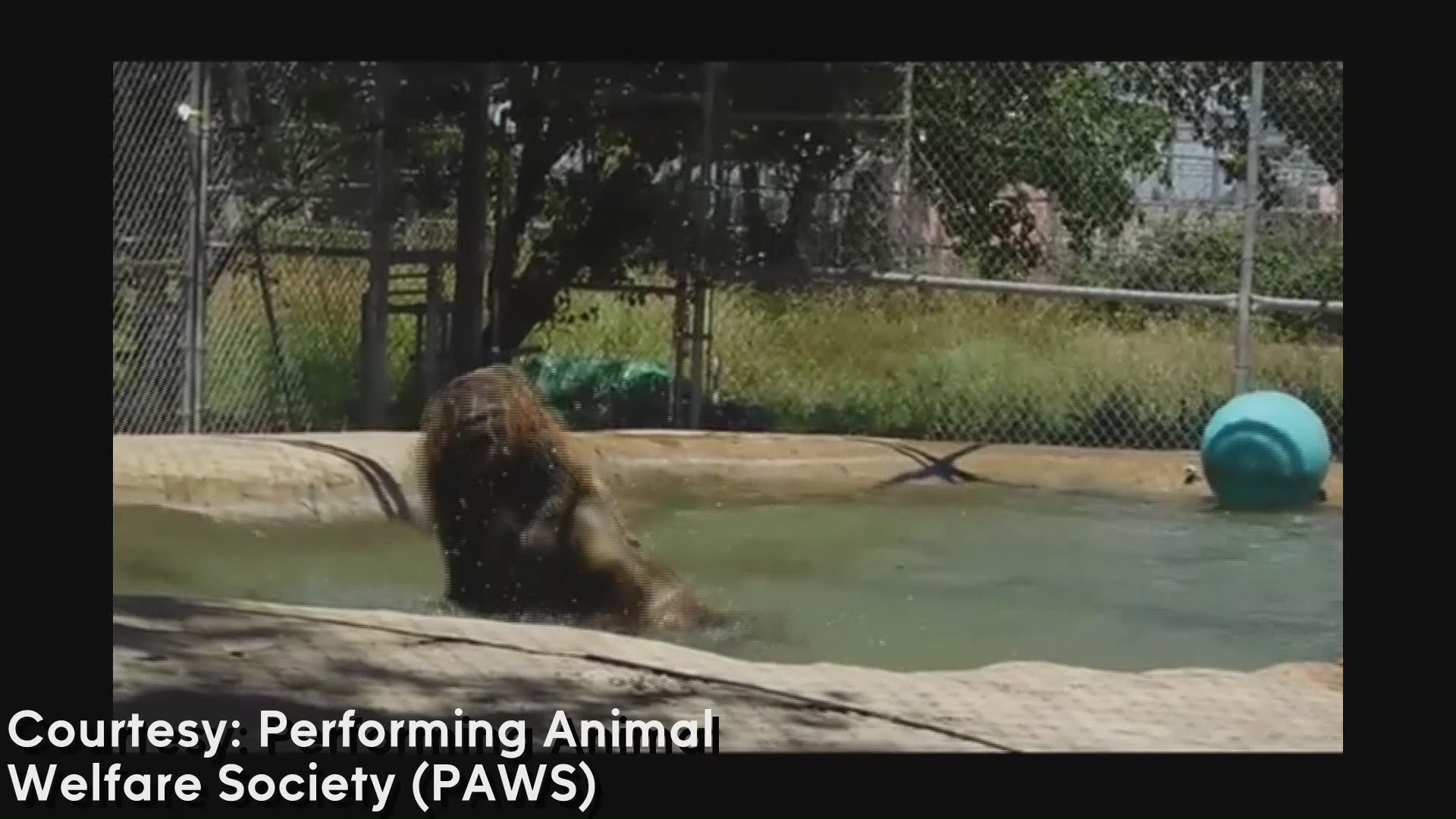 Mack, an orphaned, three-legged, yearling black bear, spends his summer afternoon playing in the pool.