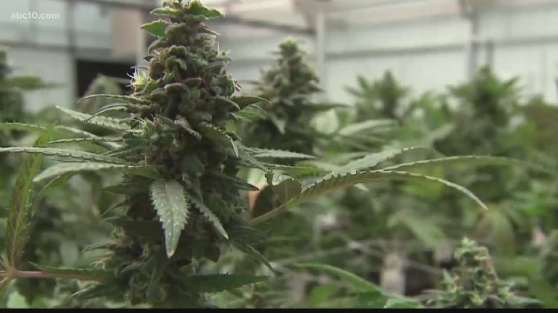 Enforcement just one part of preparation for legal sale of recreational marijuana.