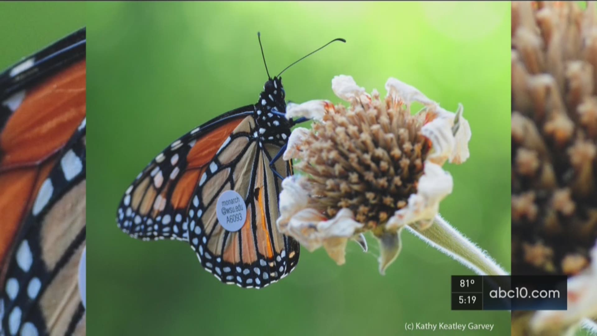 This is a Monarch Butterfly with a sticker on its wing. A UC Davis worker took this picture in her back yard. (Sept. 29, 2016)