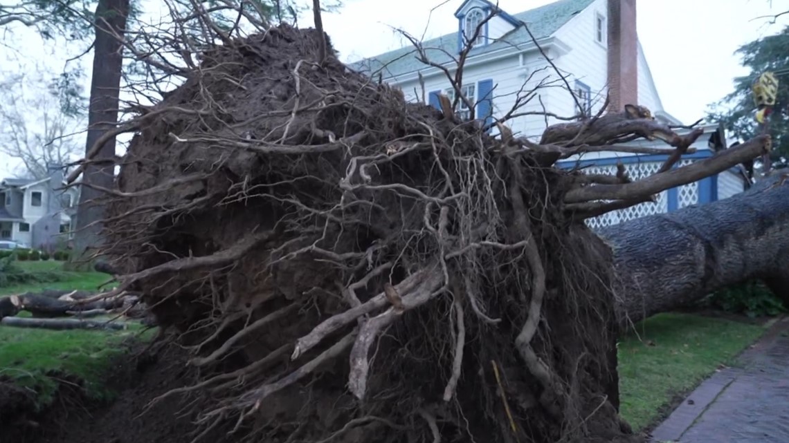 How a tree falls over from heavy winds, explained