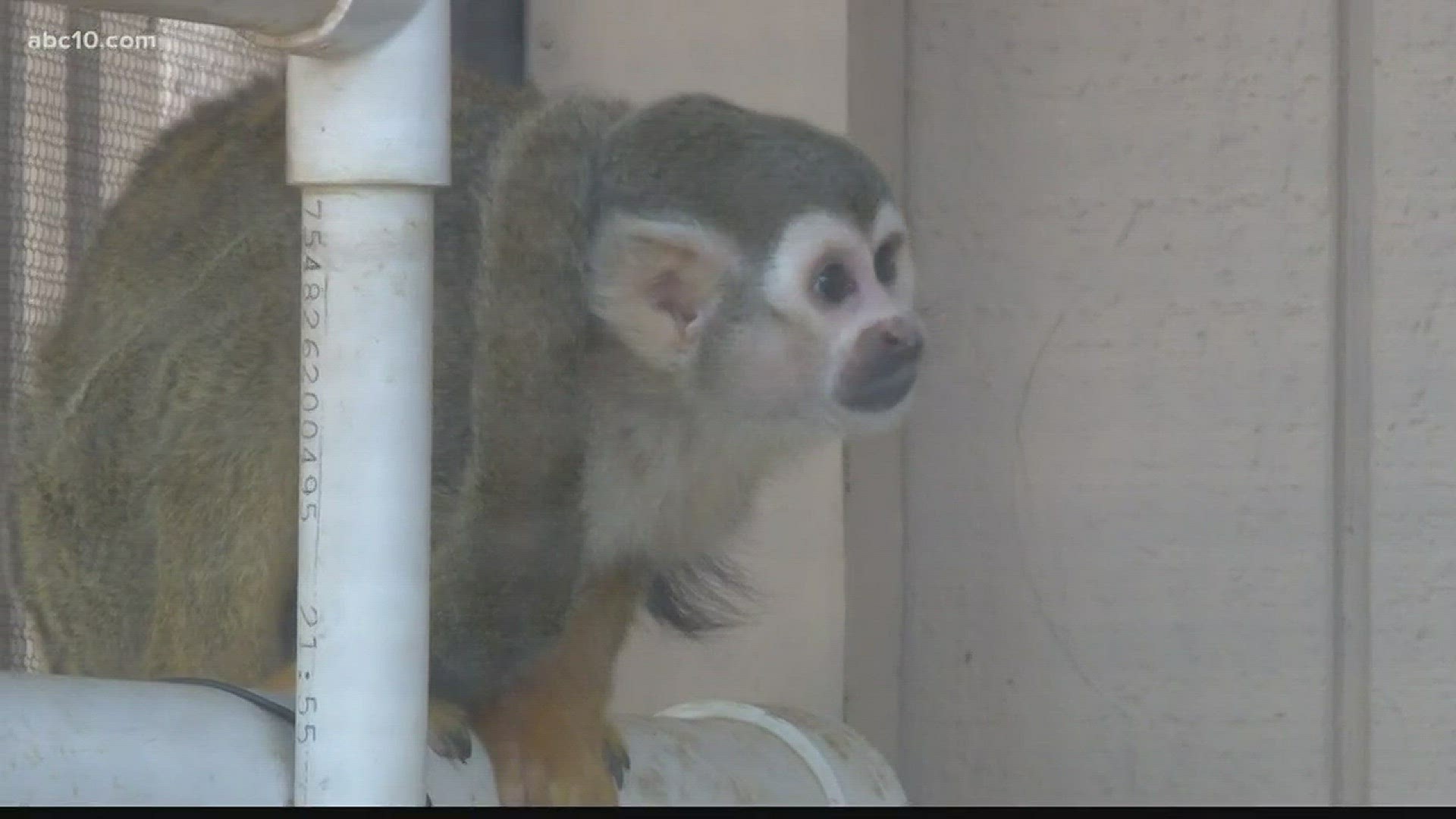 The Haven would house around 50 squirrel monkeys that are coming from a laboratory research facility. The haven is still in the permit process but, many community members do not want to see it go any further. (Oct. 20, 2017)