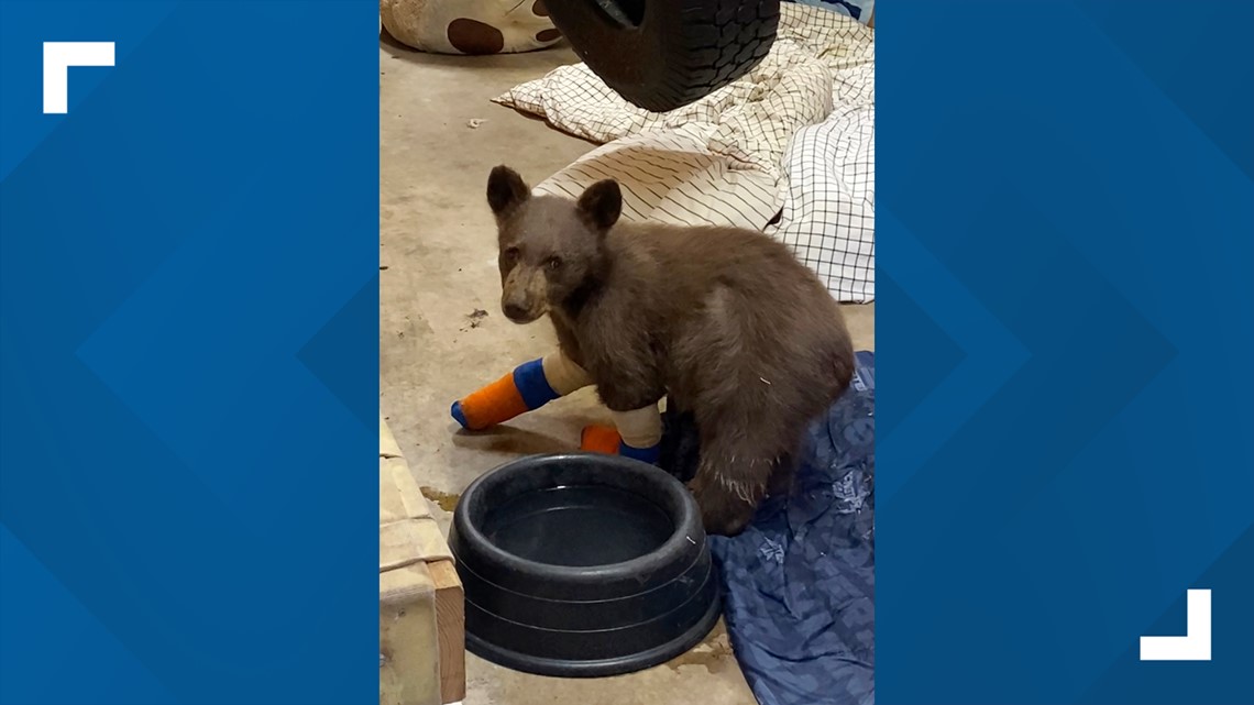 Lake Tahoe Wildlife Care raises $1M to build wildlife hospital | abc10.com