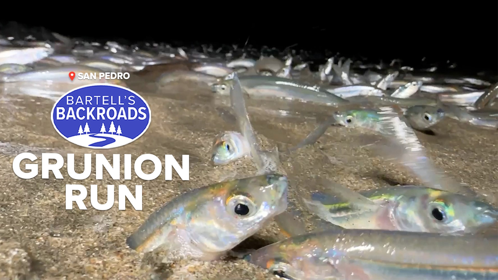 California's grunion runs are one of the oddest mating events in the world.
