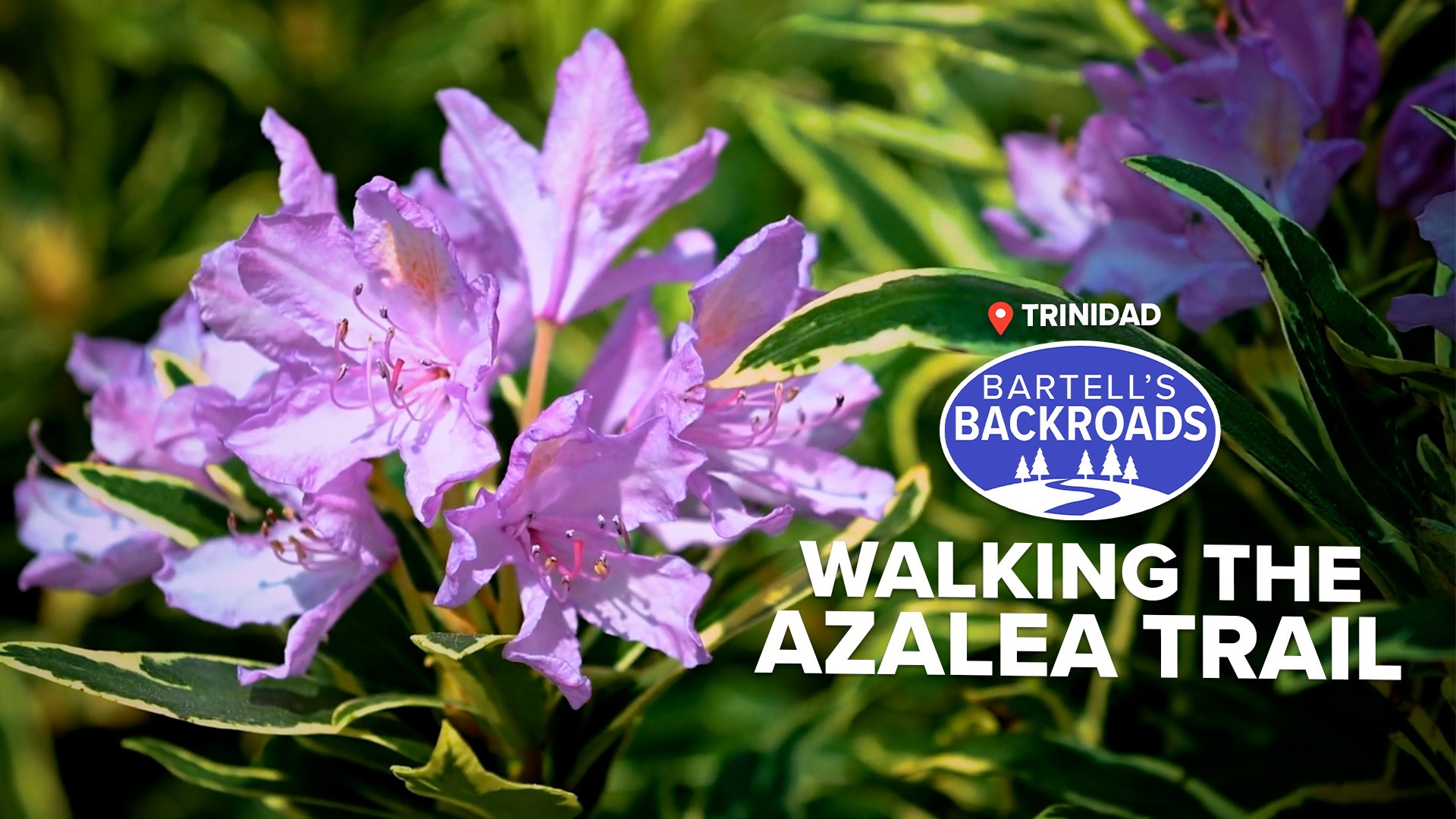 See an amazing azalea bloom in the middle of a forest on the Humboldt County coast.