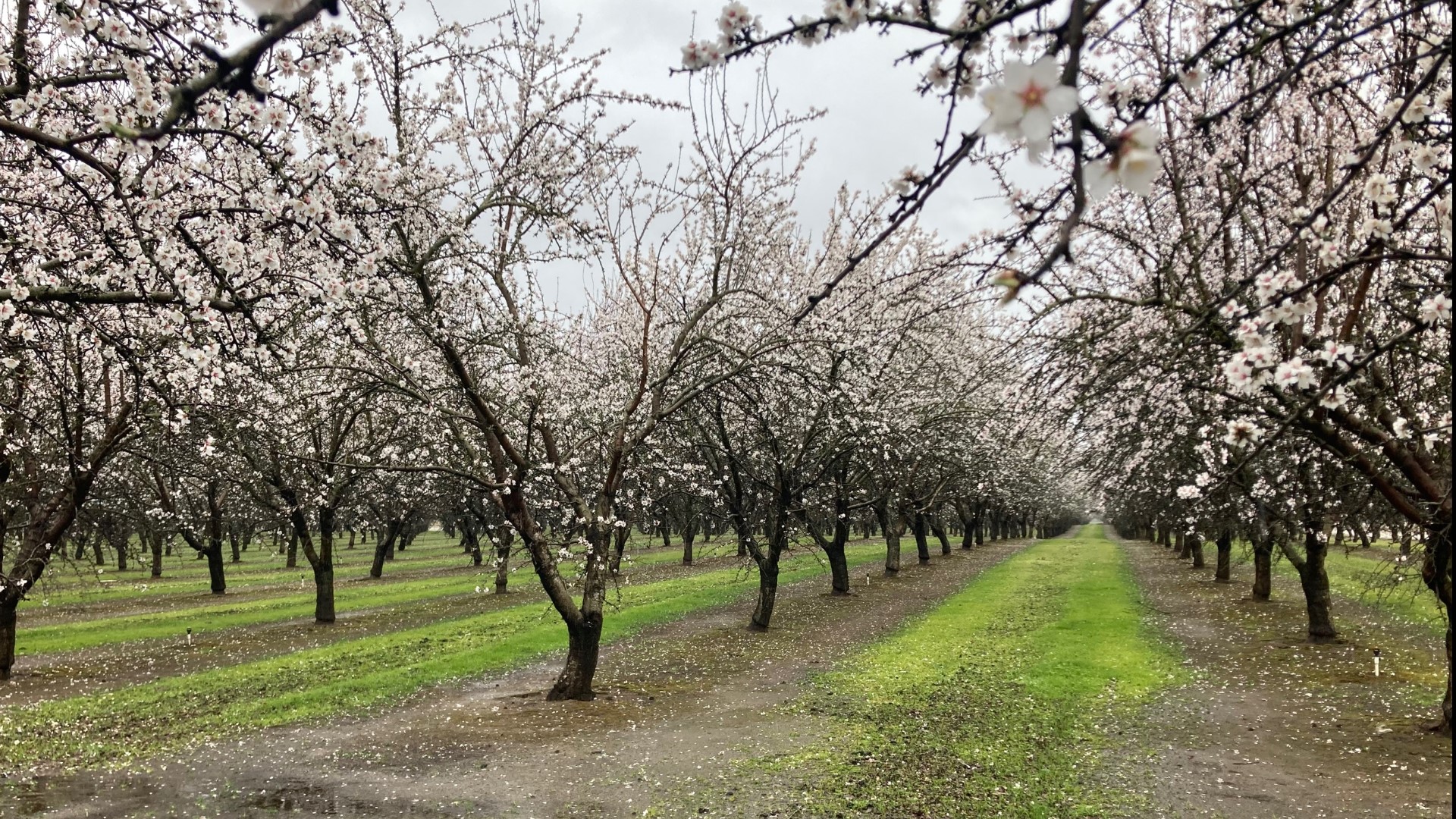 Bees aren't pollinating as long as it stays rainy in the orchards
