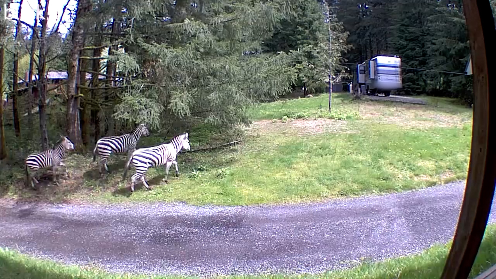 Residents living in North Bend, Washington came together to wrangle runaway zebras. One is said to still be missing after a driver stopped to secure a trailer.