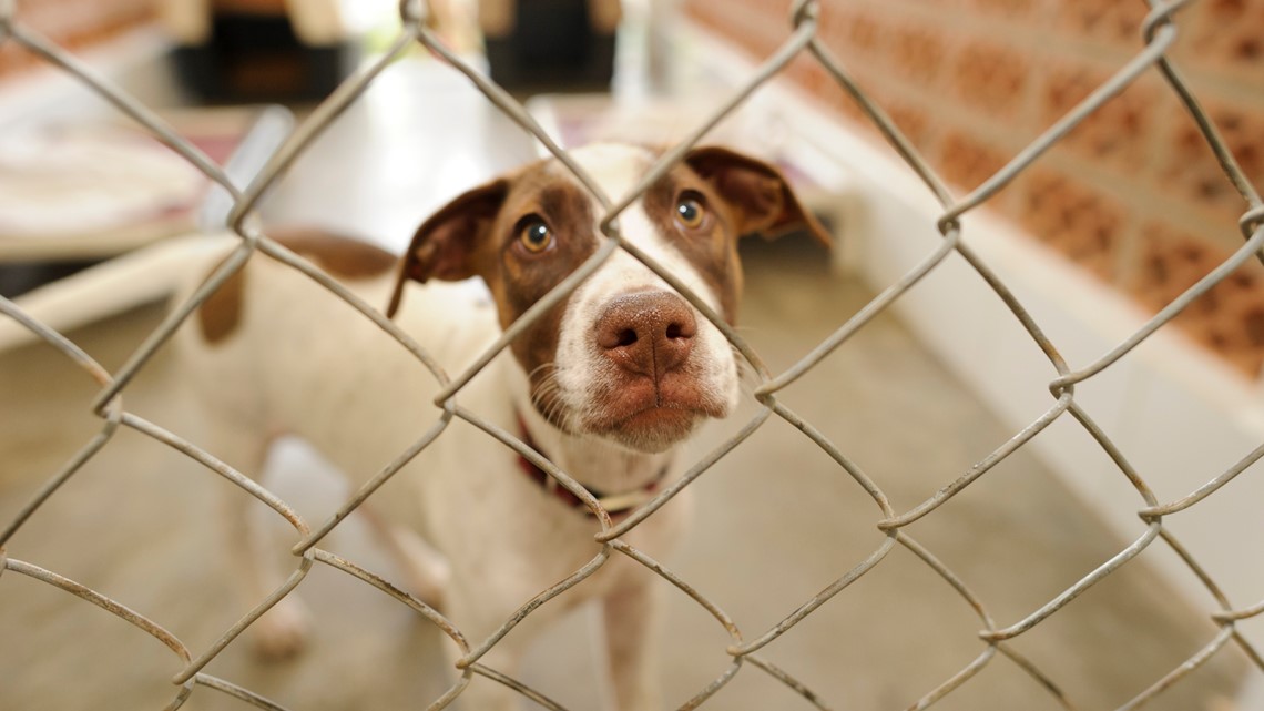 Sacramento County animal shelter waiving fees | Over Capacity - Vimarsana News