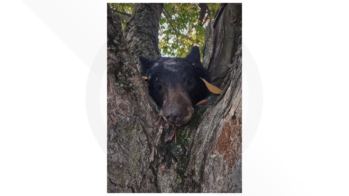 Severed bear head Stockton Louis Park tree California wildlife - Vimarsana News