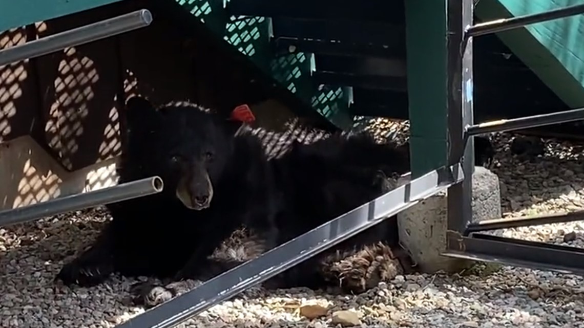 Ahead of winter hibernation, black bear encounters on the rise in California – ABC10