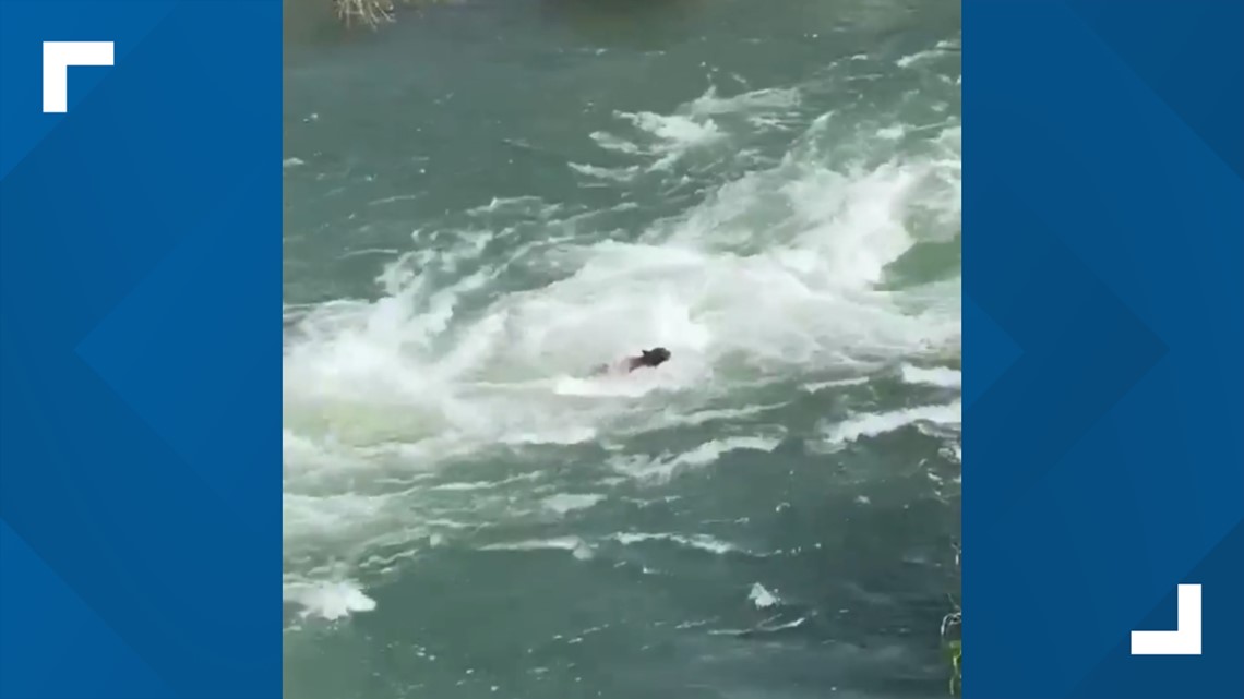 Bear gets caught in Yuba River in Nevada County