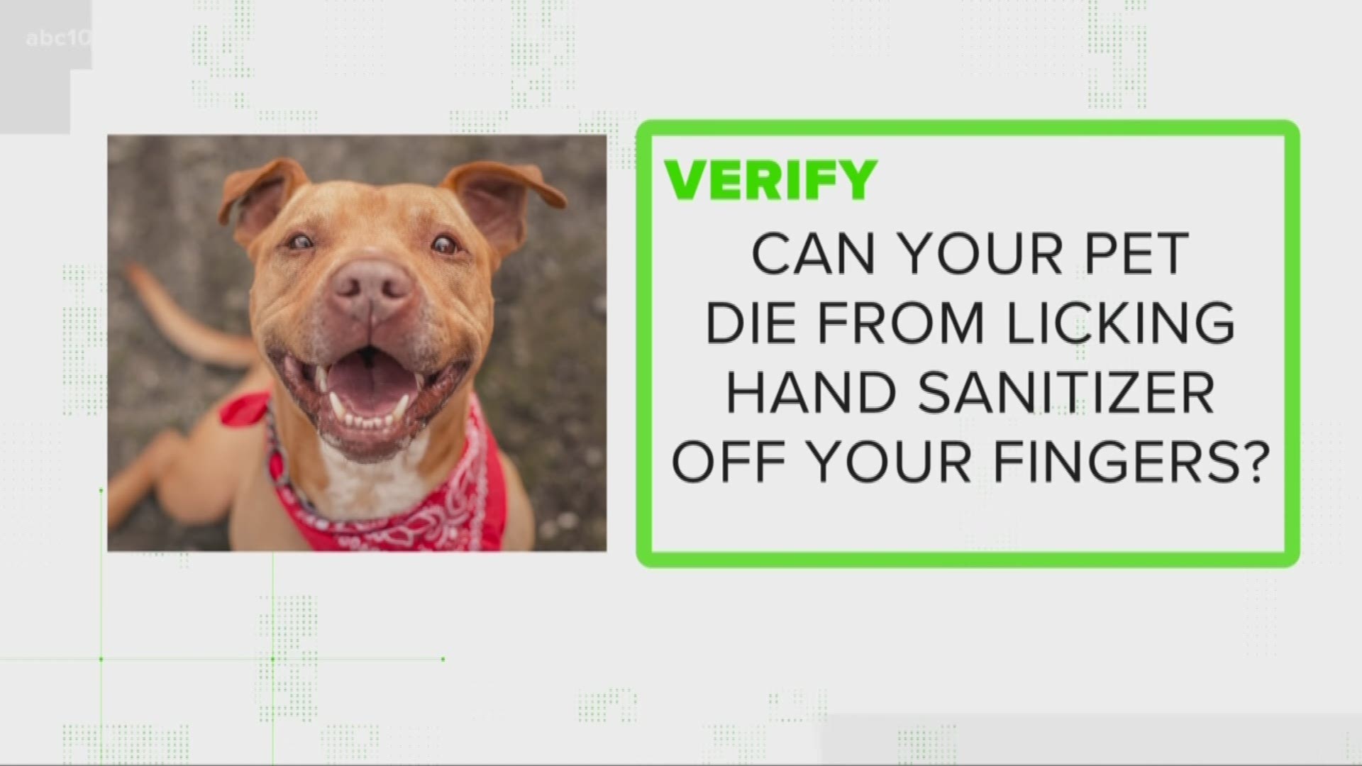Can your pet die from licking hand sanitizer off your fingers? Carley digs into this rumor in today's VERIFY.