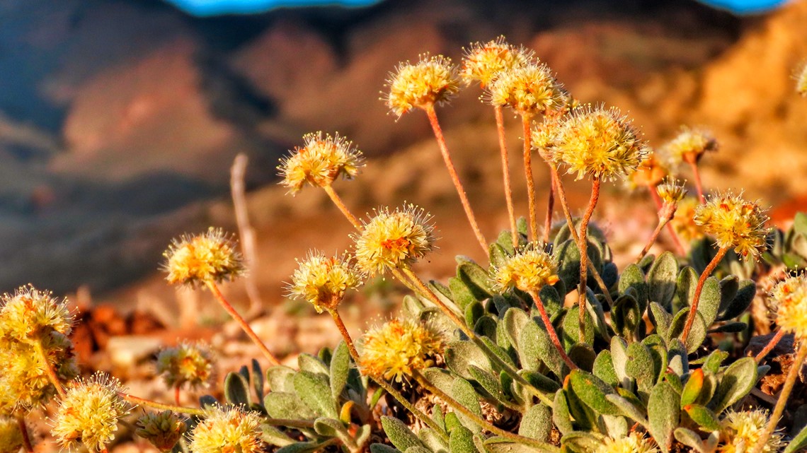 The US backs rare flower habitat amid Nevada lithium mine fight - Vimarsana News