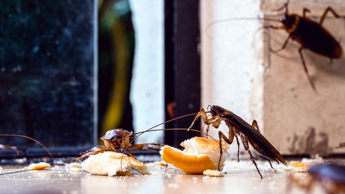 Startling roach infestation found inside Denny's among issues on