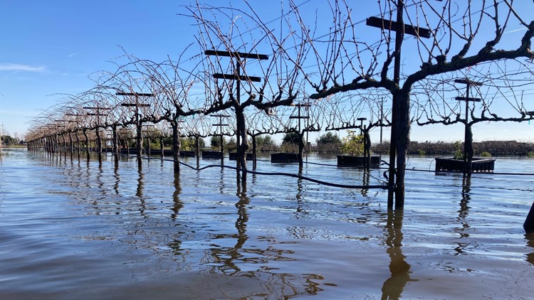 'It looks like a big, fat mess': Lodi region wine grape growers deal with wineries flooding