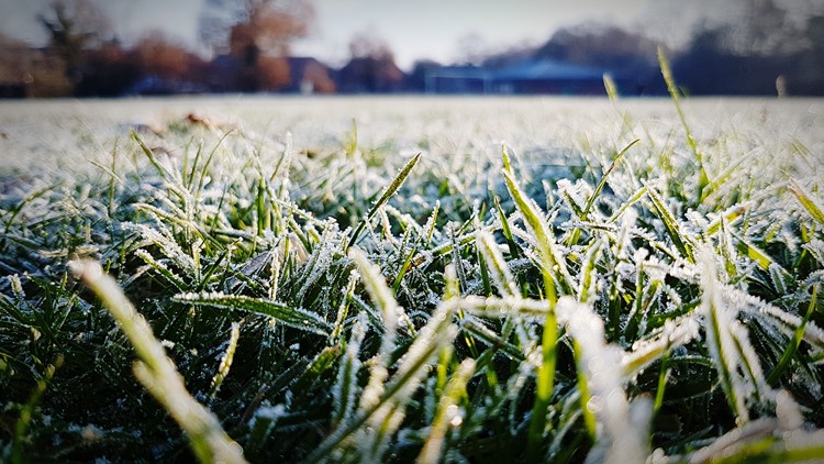 Frost Advisory issued overnight: How to prevent frost damage in sensitive plants