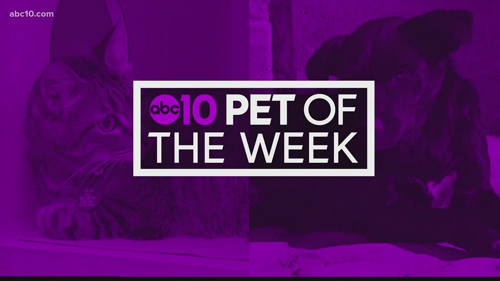 Pet of the Week: February 11, 2018